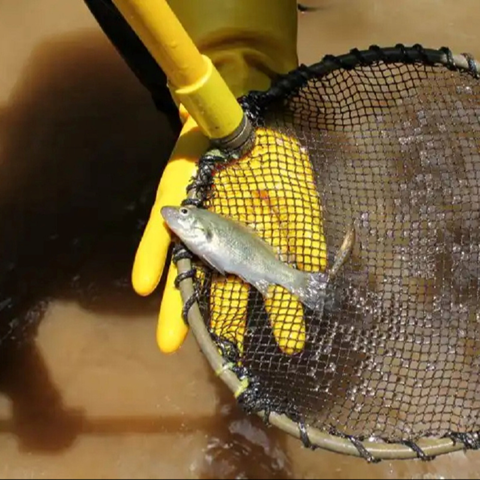 Drevna australska riba skrivena milijunima godina sada je pred izumiranjem