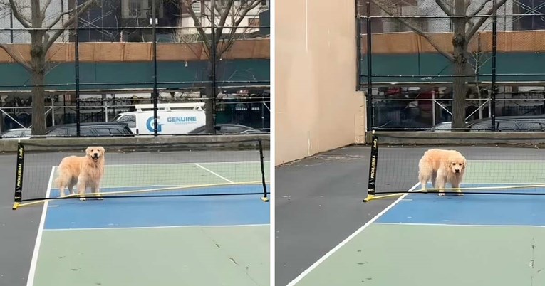 Zlatni retriver ne zna kako zaobići tenisku mrežu, prizor je nasmijao internet