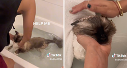 “Pomozite mi”: Mačku okupali da se riješi buha, internet je oduševljen videom