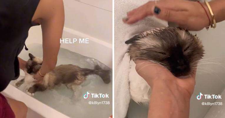 “Pomozite mi”: Mačku okupali da se riješi buha, internet je oduševljen videom