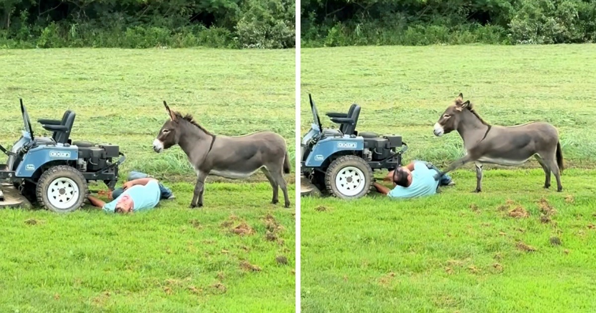 Muškarac je pokušao popraviti kosilicu, a onda je došao magarac i pokvario mu planove