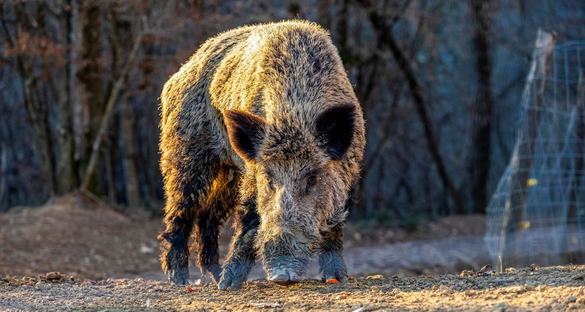 Lovci u Vukovarsko-srijemskoj županiji ubili više od 850 divljih svinja