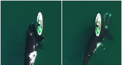 Znatiželjni kit doplivao do žene na dasci za surfanje pa je nježno pogurao naprijed