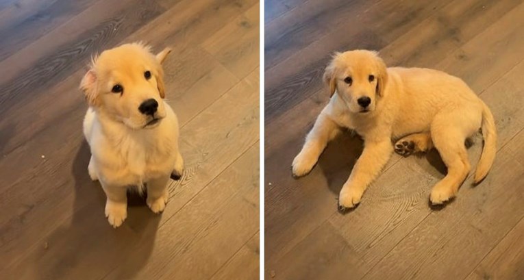 Vlasnica snimila smiješan način na koji štene radi naredbu "lezi", nasmijat će vas