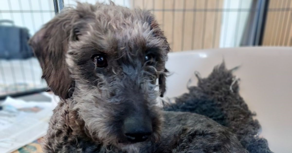 Volonteri nisu mogli vjerovati koliko je štenaca spašena kujica okotila