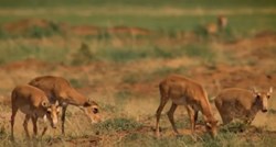 Grom ubio 350 ugroženih antilopa u Kazahstanu. Ta je vrsta na rubu izumiranja
