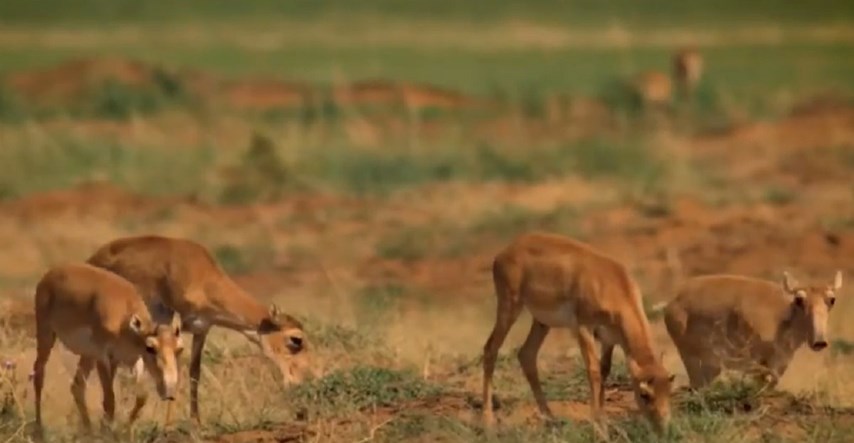 Grom ubio 350 ugroženih antilopa u Kazahstanu. Ta je vrsta na rubu izumiranja