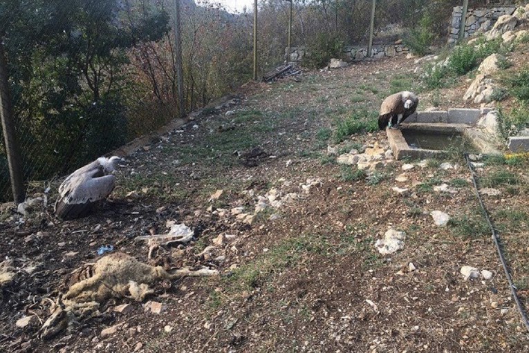 Uginuo zadnji par bjeloglavih supova u BiH. Otrovani su