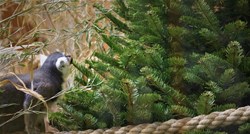Božićna drvca će nakon Polarnog adventa dobiti životinje u zagrebačkom ZOO-u