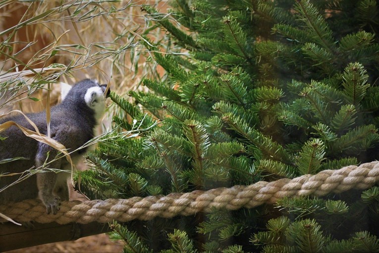Božićna drvca će nakon Polarnog adventa dobiti životinje u zagrebačkom ZOO-u