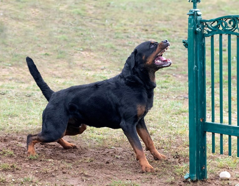 Pas u Slavonskom Brodu napao i teško ozlijedio dijete