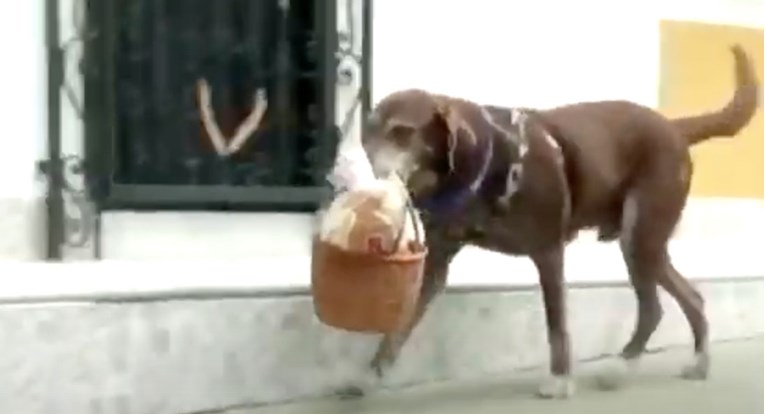 Upoznajte Erosa, osmogodišnjeg psa koji dostavlja namirnice svojim susjedima