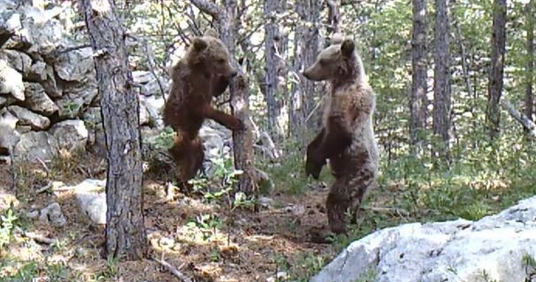 VIDEO Kamera u Nacionalnom parku Sjeverni Velebit snimila preslatku igru medvjedića