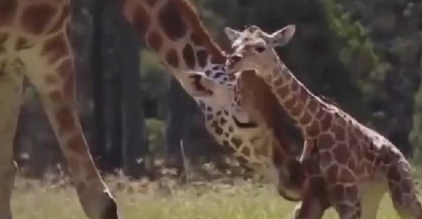VIDEO Mama žirafa pomaže svojoj bebi da prohoda, prizor je presladak