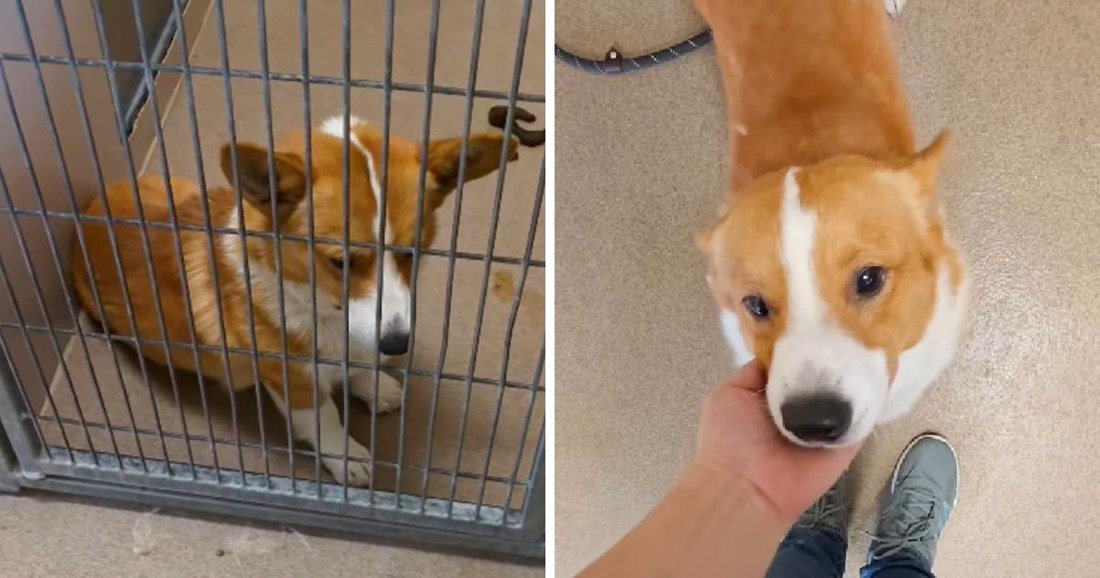 Posjetila je azil za pse i nije mogla vjerovati koju je pasminu ugledala tamo 