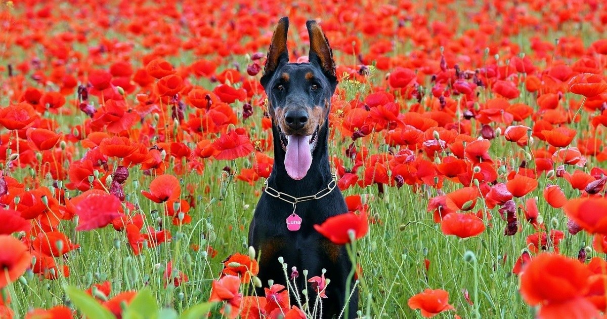 Pas koji izgleda strogo, ali je zapravo nepopravljiv romantik