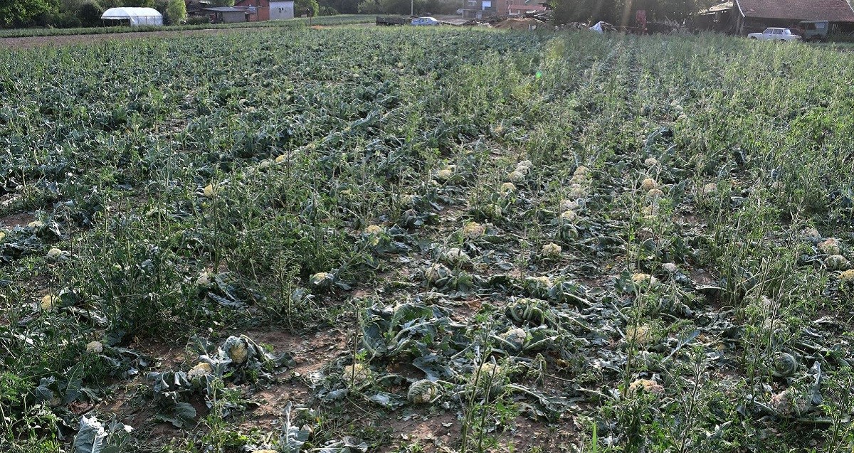 Uskoro kreće isplata poljoprivrednicima zbog štete od nevremena u požeškom kraju