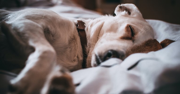 Zašto psi trče u snu?