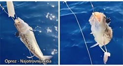 VIDEO Ulovio najotrovniju ribu Jadrana, bol od njenog uboda može trajati i do 12 sati