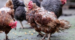 Nizozemska će zbog ptičje gripe usmrtiti više od 100.000 kokoši