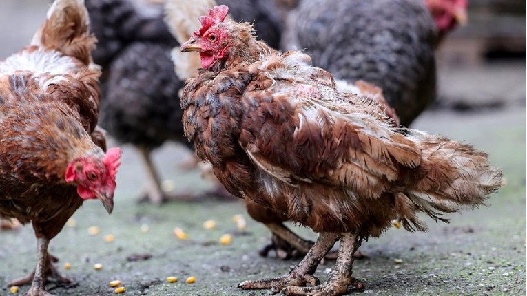 Agencija za sigurnost hrane: Europom hara najgora ptičja gripa ikad