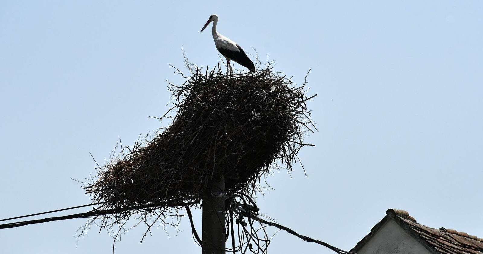 FOTO Čudo u Slavonskom Brodu: Rodino gnijezdo izdržalo je razorno nevrijeme