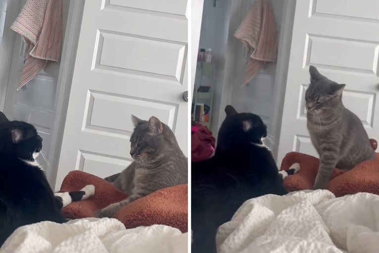 Fantomski ud: Tronoga mačka "udara" sestru šapom koje više nema
