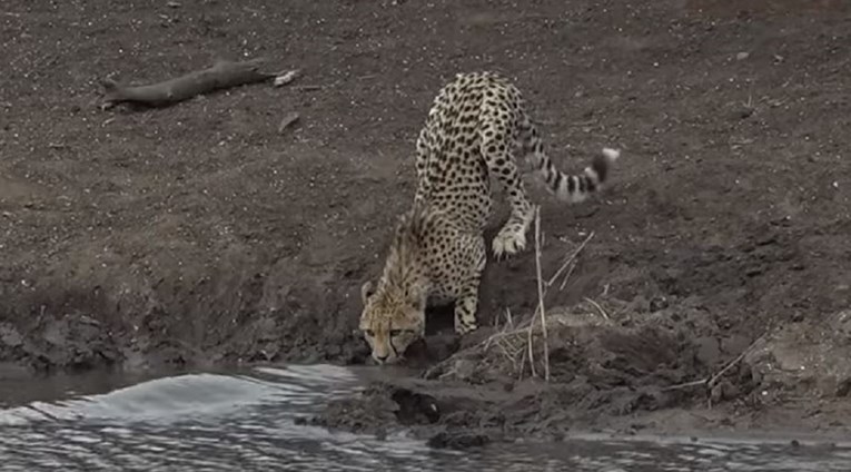 Brutalna snimka sa safarija: Gepard pio vodu, nije shvaćao da ga vreba krokodil...