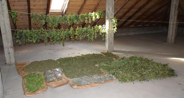 FOTO Kod Virovitice pronađen laboratorij marihuane. Uhićeni srpski državljani