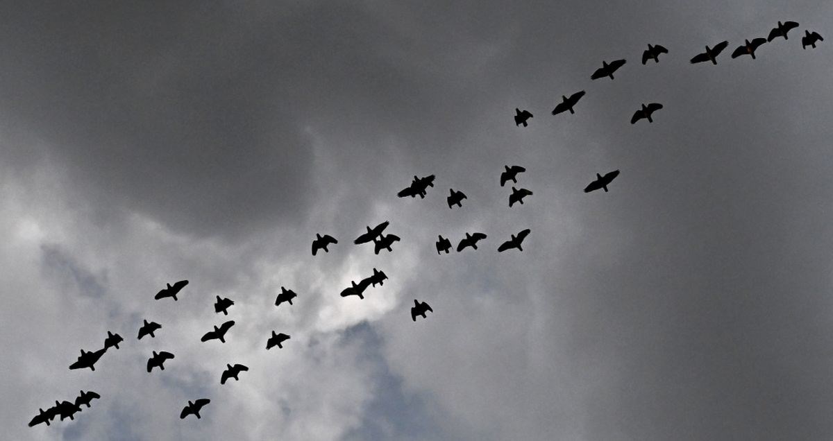 Ptičja gripa se brzo širi Njemačkom