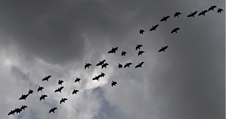U blizini Berlina nađeno više od tisuću uginulih ždralova. Širi se ptičja gripa