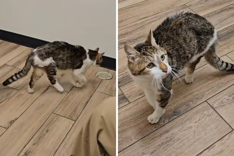 Vlasnica otkrila koliko godina ima njezin mačak, internet je u šoku