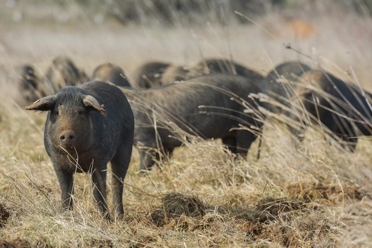 Hrvatska zbog širenja Afričke svinjske kuge najavila uvođenje novih mjera