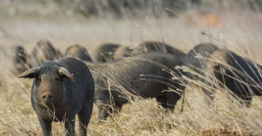 Hrvatska zbog širenja Afričke svinjske kuge najavila uvođenje novih mjera