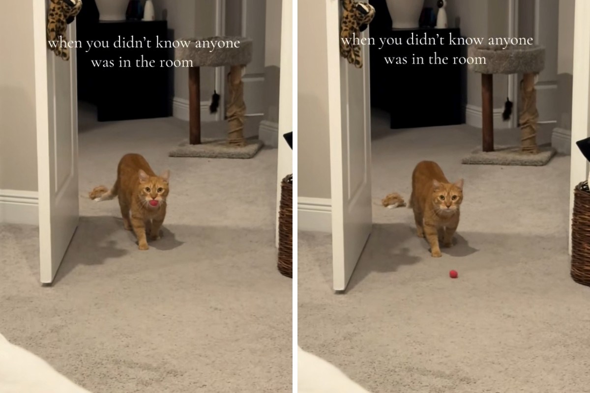 Mačak mislio da je sam, a onda je naletio na vlasnicu, njegova reakcija je urnebes