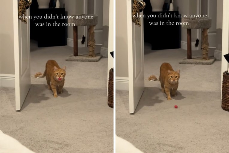 Mačak mislio da je sam, a onda je ugledao vlasnicu, njegova reakcija je viralna