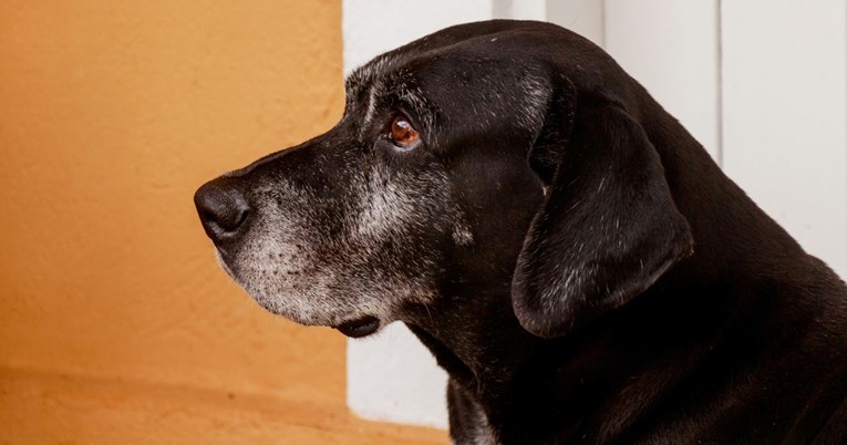 Veterinar otkrio šest mogućih razloga zašto stariji psi obavljaju nuždu u kući