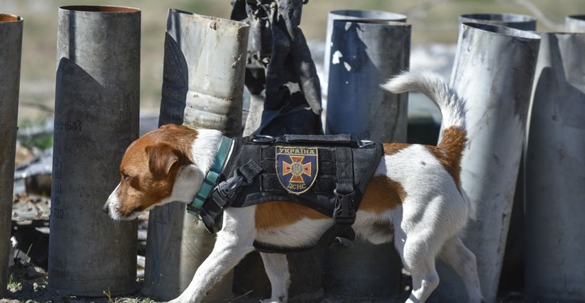 Ukrajinski pas odlikovan medaljom časti jer je otkrio više od 200 mina
