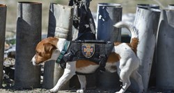 Ukrajinski pas odlikovan medaljom časti jer je otkrio više od 200 mina
