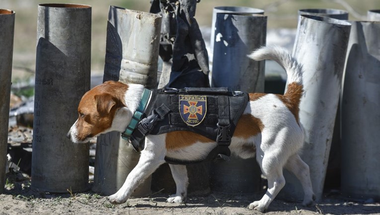 Ovaj pas iz Ukrajine dobio je medalju časti, postao simbol otpora Rusima