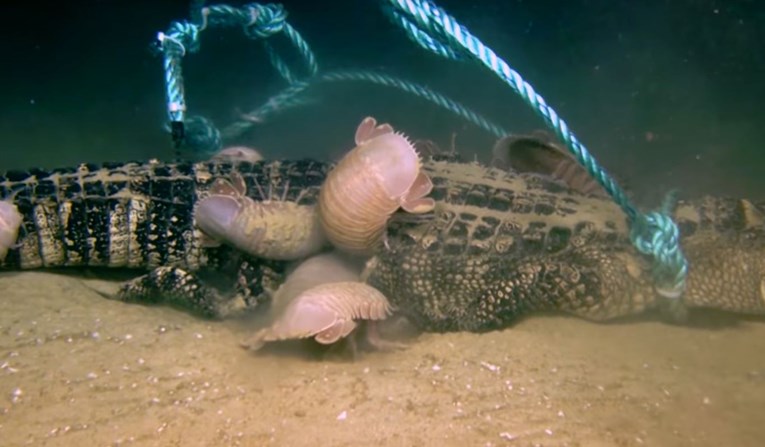 Znanstvenici bacili leš aligatora na dno oceana, pogledajte što se dogodilo