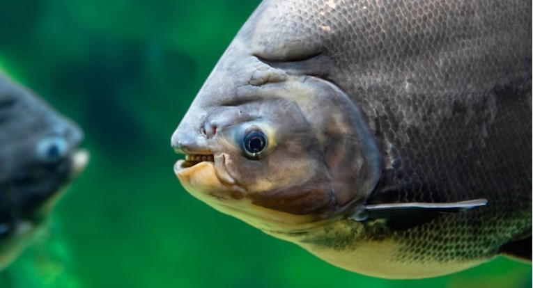 Zatvorena plaža u brazilskom resortu, ribe izgrizle najmanje 30 ljudi