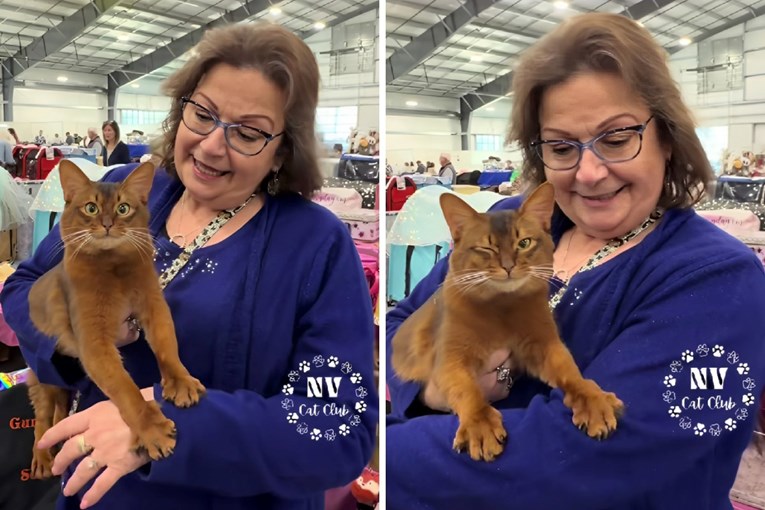 Samopouzdani somalijski mačak postao internetska zvijezda, pogledajte video