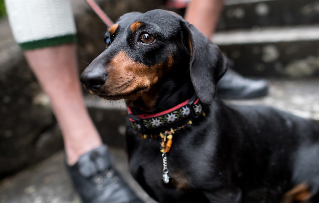 Koja je najbolja pasmina za život u stanu?