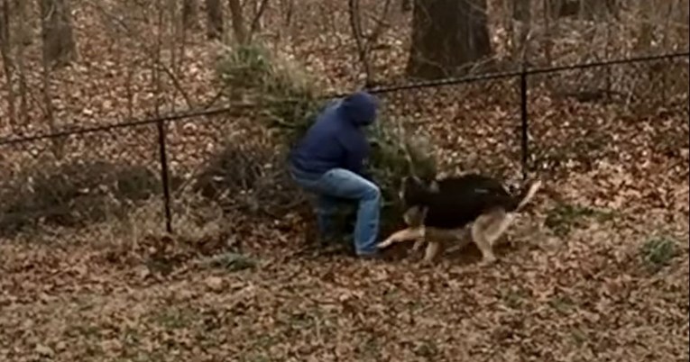 VIDEO Muškarac se htio riješiti božićnog drvca, ali su njegovi psi imali drugi plan