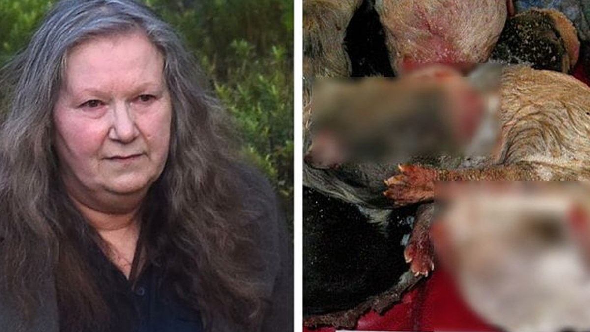 Veterinar nije htio uspavati psa, a vlasnica je napravila nešto prestrašno