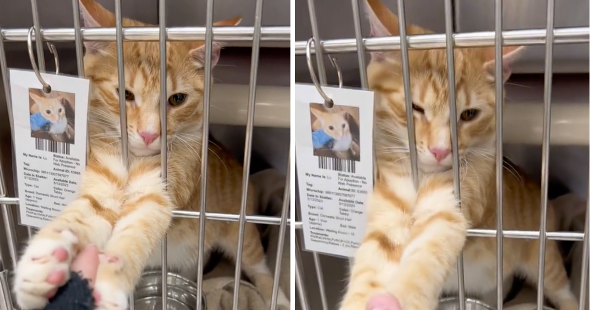 Mačak primio ženu za ruku i odbio ju pustiti, razlog je dirljiv