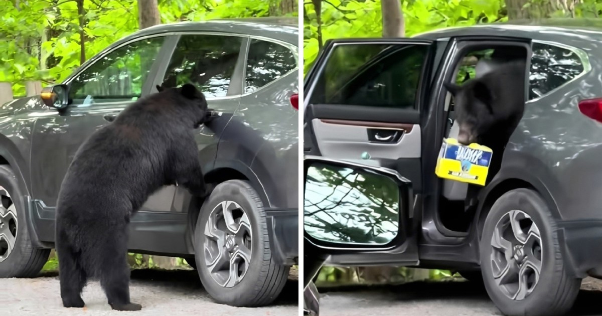 Medvjed provalio u auto i ukrao paket piva 😅