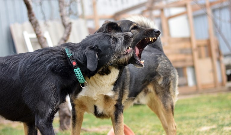 Ženu kod Čazme u ožujku napao čopor pasa. Jučer je umrla