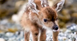 Zbunjene bebe životinje tek otkrivaju svijet i to izgleda preslatko